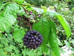 Eleutherococcus senticosus