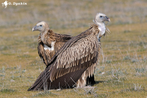 Himalayan Griffon (Gyps himalayensis) — wildlife photography in India
