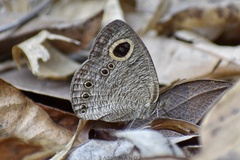 Ypthima lisandra