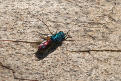 Chrysis terminata