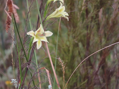Image of Gladiolus tristis by (c) linkie, some rights reserved (CC BY)