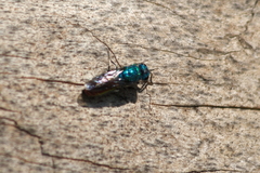 Chrysis terminata
