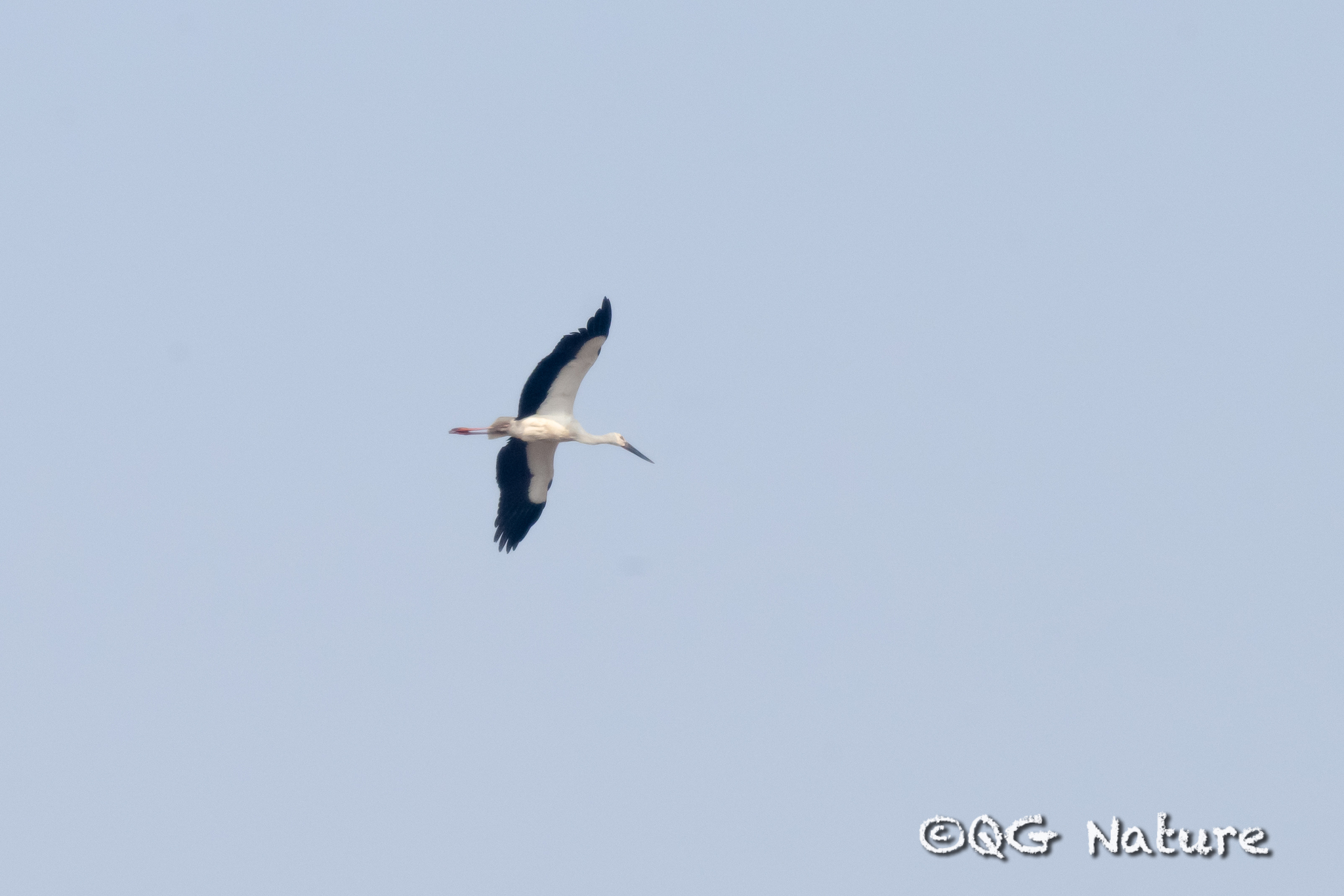 Oriental Stork