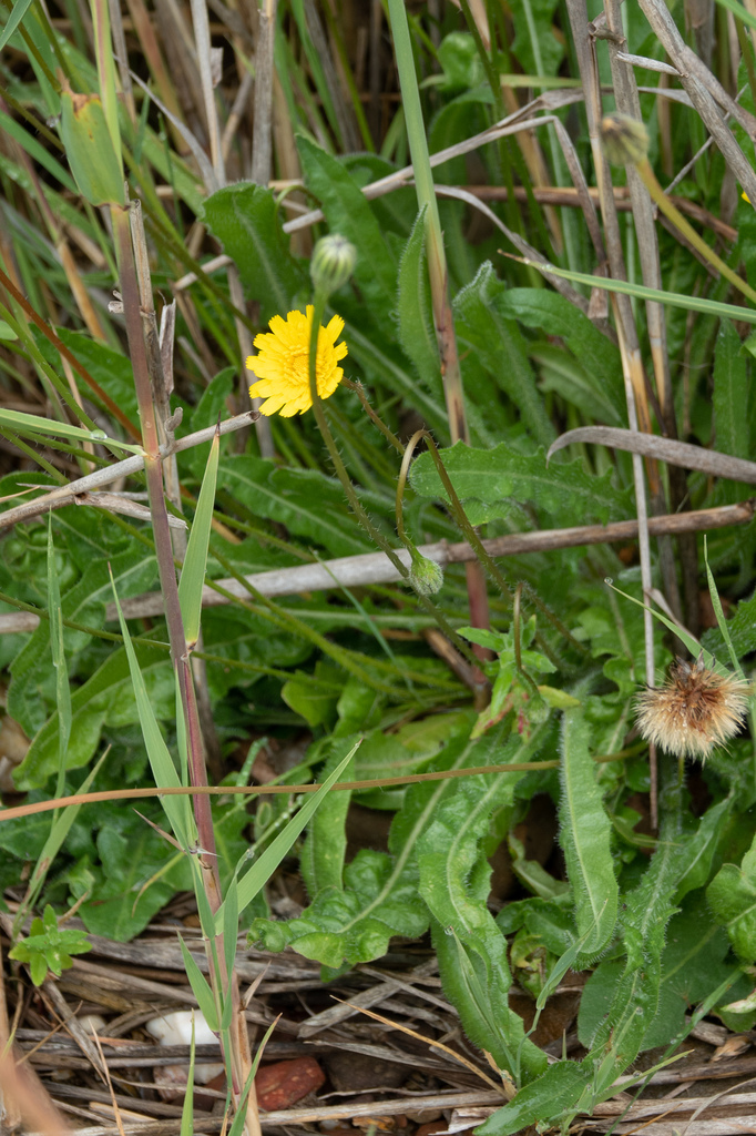 Hairy Hawkbit from Castlemaine VIC, Australia on November 26, 2023 at ...