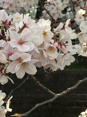 Prunus × yedoensis