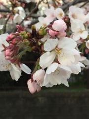 Prunus × yedoensis