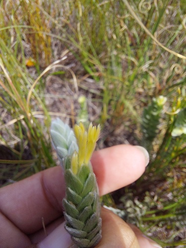 Gnidia anomala (Gnidia anomala)