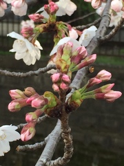 Prunus × yedoensis