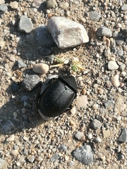 Ablattaria laevigata