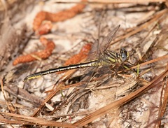 Phanogomphus westfalli