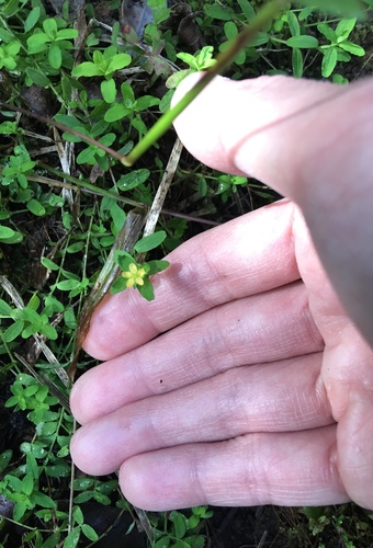 Sierra madre St. johnswort (Hypericum parvulum)