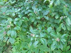 Eleutherococcus sessiliflorus