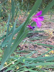 Gladiolus italicus