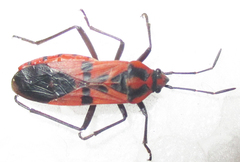 Spilostethus macilentus