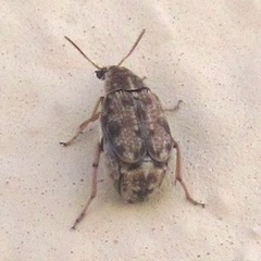 Algarobius prosopis
