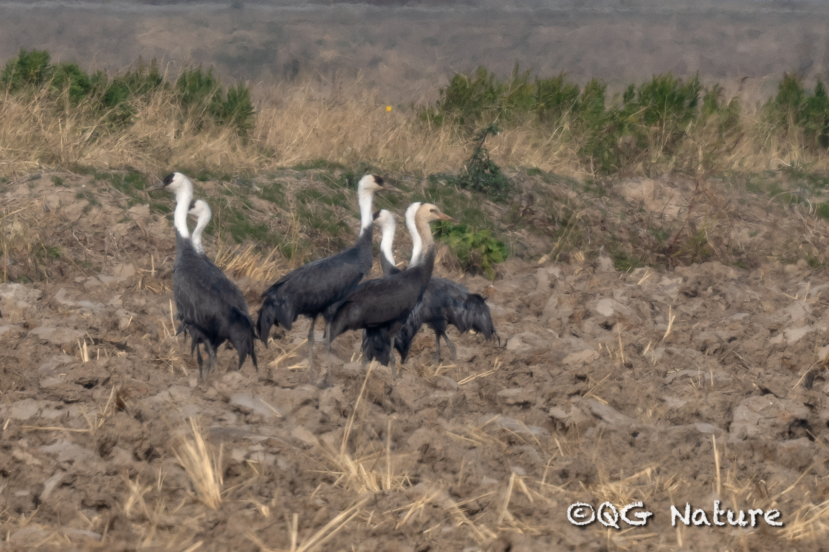 Hooded Crane