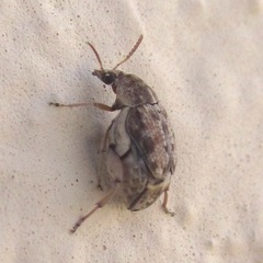 Algarobius prosopis