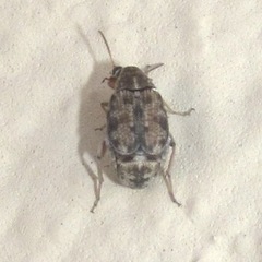 Algarobius prosopis