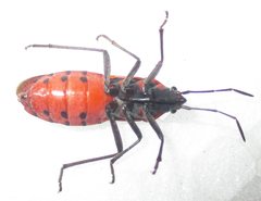 Spilostethus macilentus