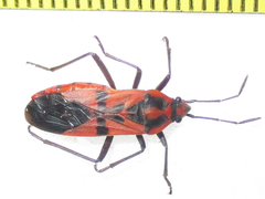 Spilostethus macilentus