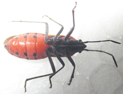 Spilostethus macilentus