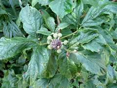 Eleutherococcus sessiliflorus