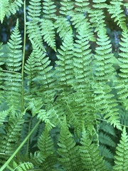 Hypolepis sparsisora