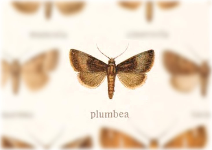 Ogdoconta plumbea