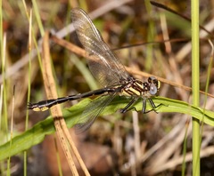Hylogomphus geminatus