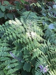 Hypolepis sparsisora