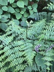 Hypolepis sparsisora