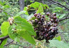 Eleutherococcus sessiliflorus