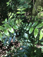 Zanthoxylum davyi