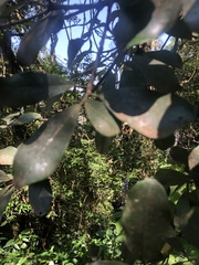 Ficus craterostoma