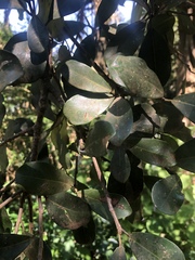 Ficus craterostoma
