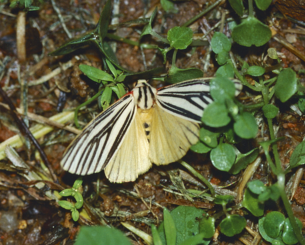 Spilosoma euryphlebia