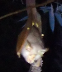 Rhinolophus trifoliatus