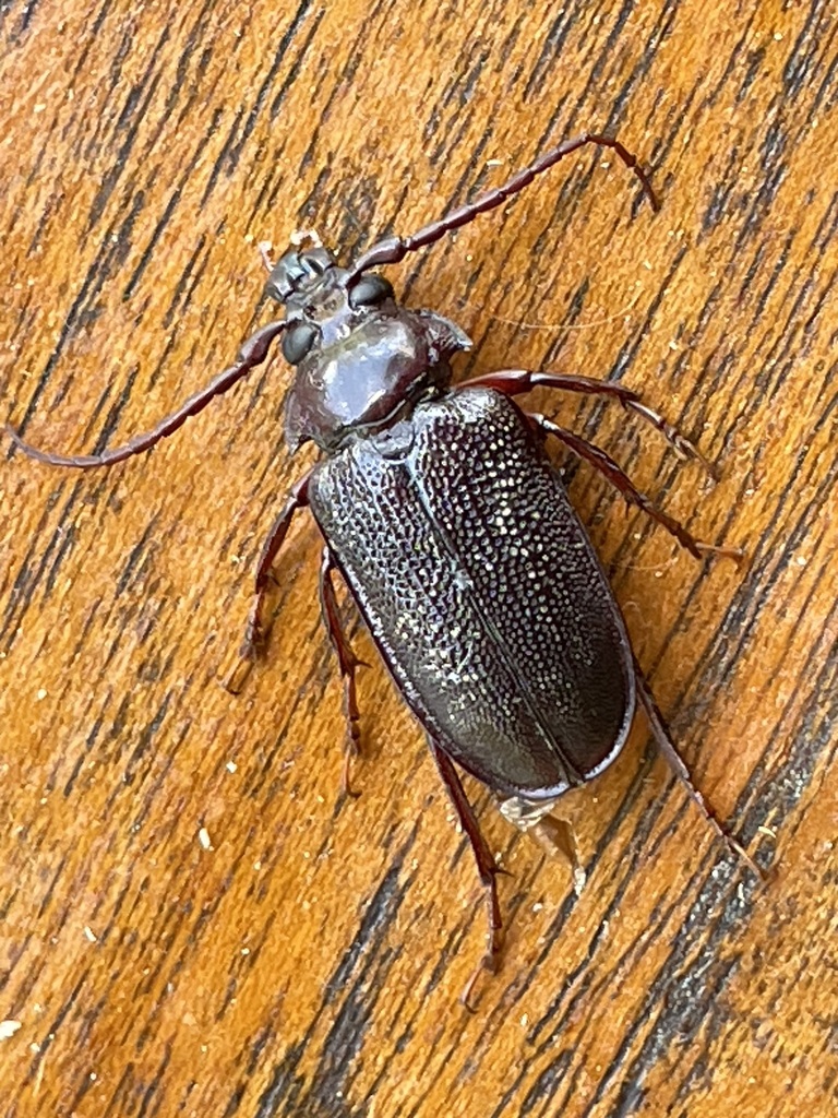 Sceleocantha cuneata