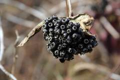 Eleutherococcus sessiliflorus