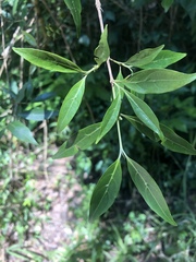 Tricalysia capensis transvaalensis