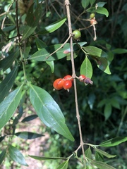 Tricalysia capensis transvaalensis