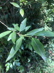 Tricalysia capensis transvaalensis