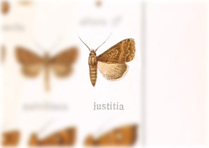 Ogdoconta justitia