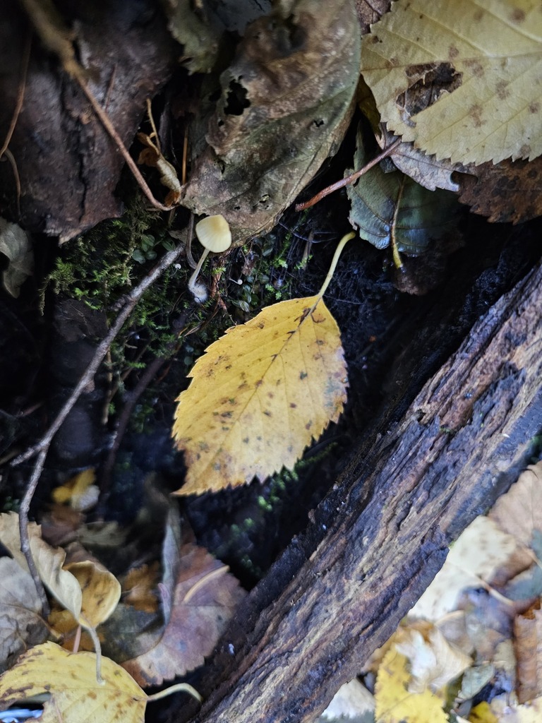 Mycena citrinomarginata from 50.574831, -121.840780 on October 22, 2023 ...