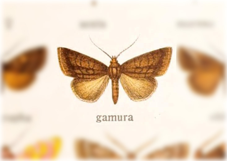 Ogdoconta gamura