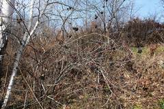 Eleutherococcus sessiliflorus