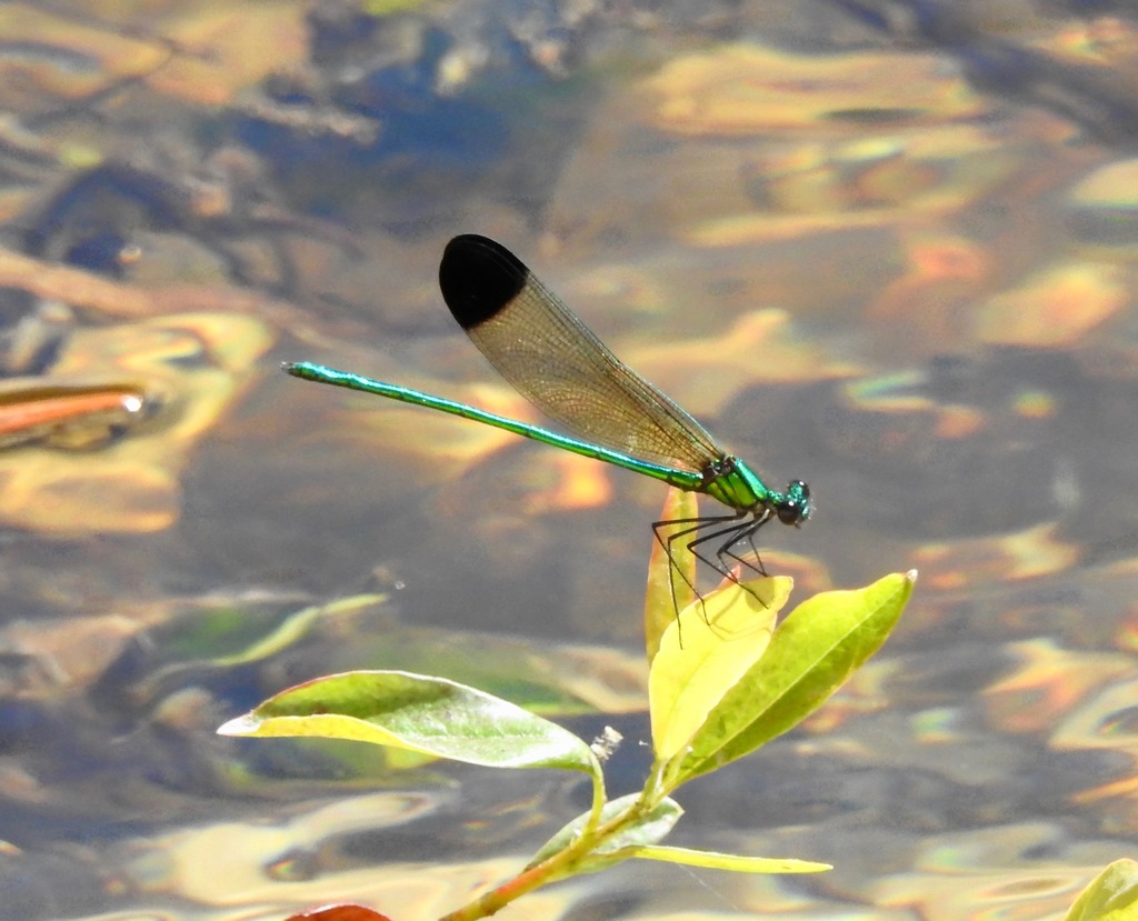 Sparkling Jewelwing
