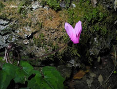 Cyclamen repandum