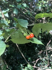 Solanum terminale