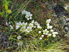 Gentianella saxosa